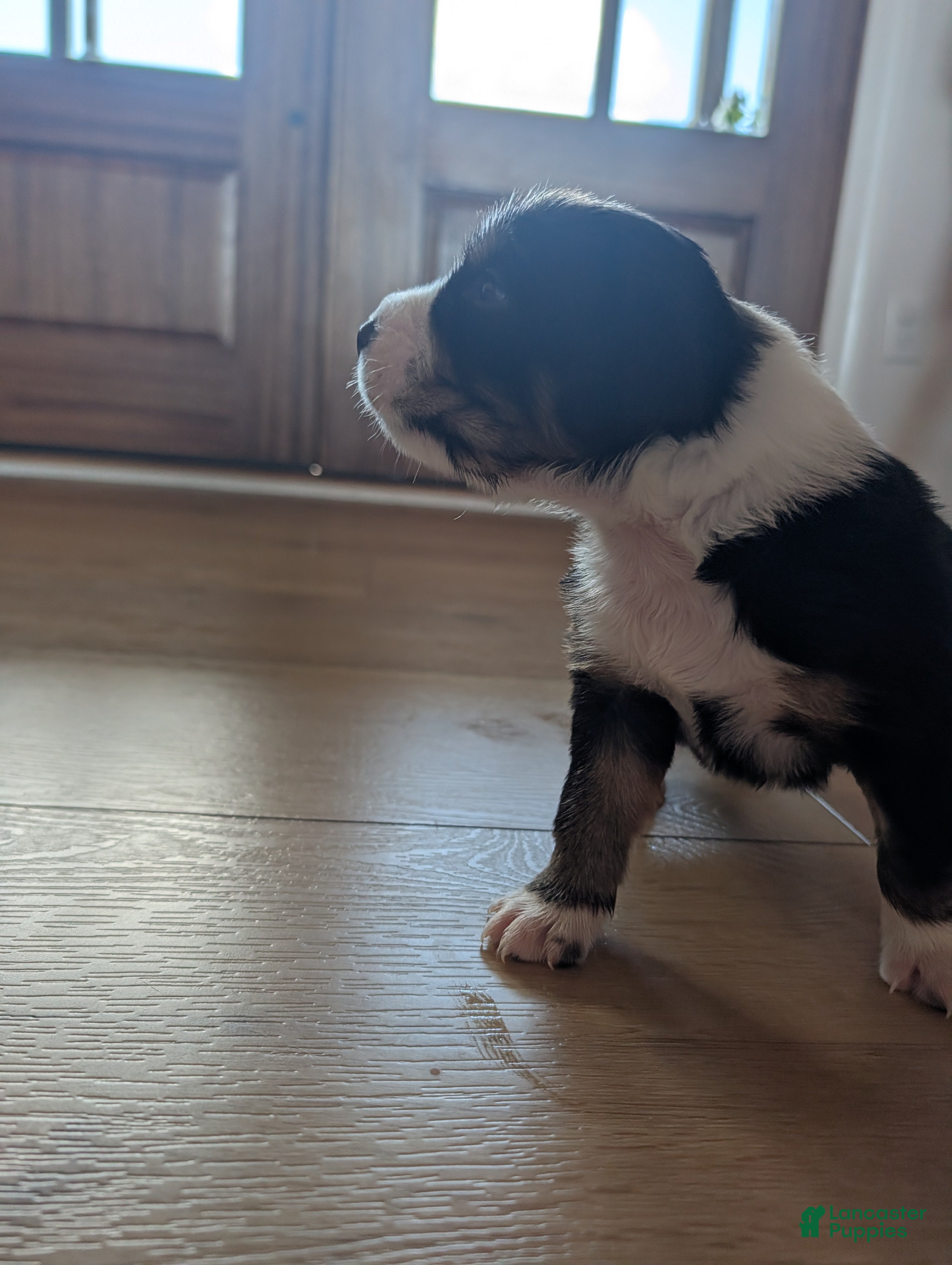 Australian Shepherd dogs Olive: Male Black Tri Standard Australian Shepherd  - Ad 16