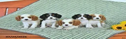 Cavalier King Charles Spaniel dogs for sale: Travis - Ad 5