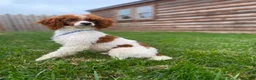 Mini Goldendoodle dogs for sale: Ace - Ad 23