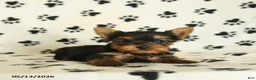 Yorkshire Terrier dogs for sale: Leon - Ad 4
