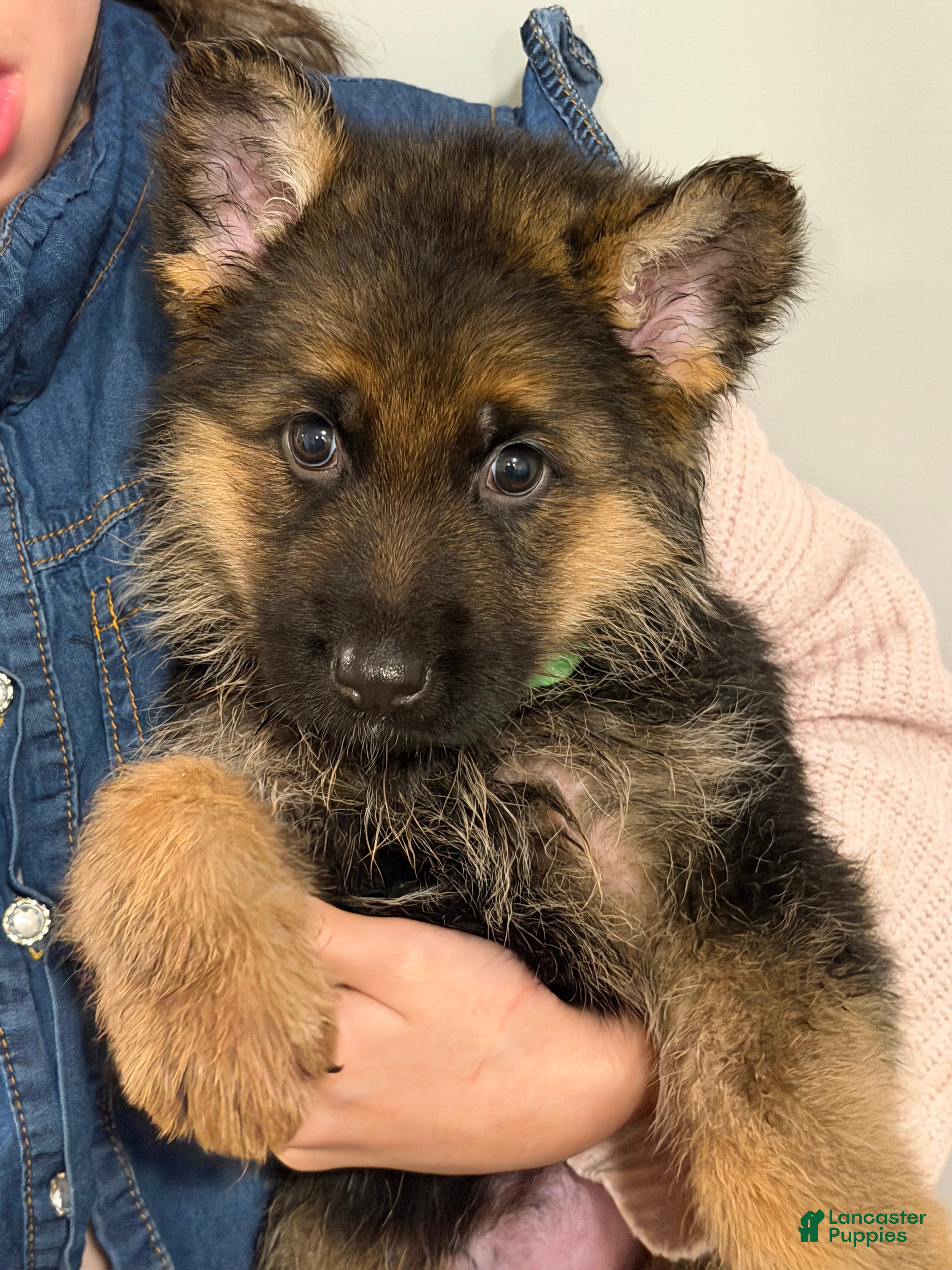 German Shepherd dogs Romeo - Ad 2