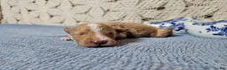 Mini Goldendoodle dogs for sale: Colonel mustard - Ad 4