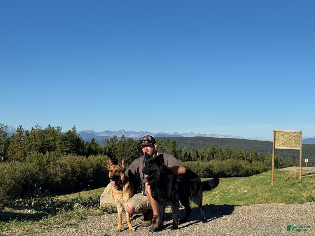 German Shepherd dogs for sale: Summit  - Ad 3