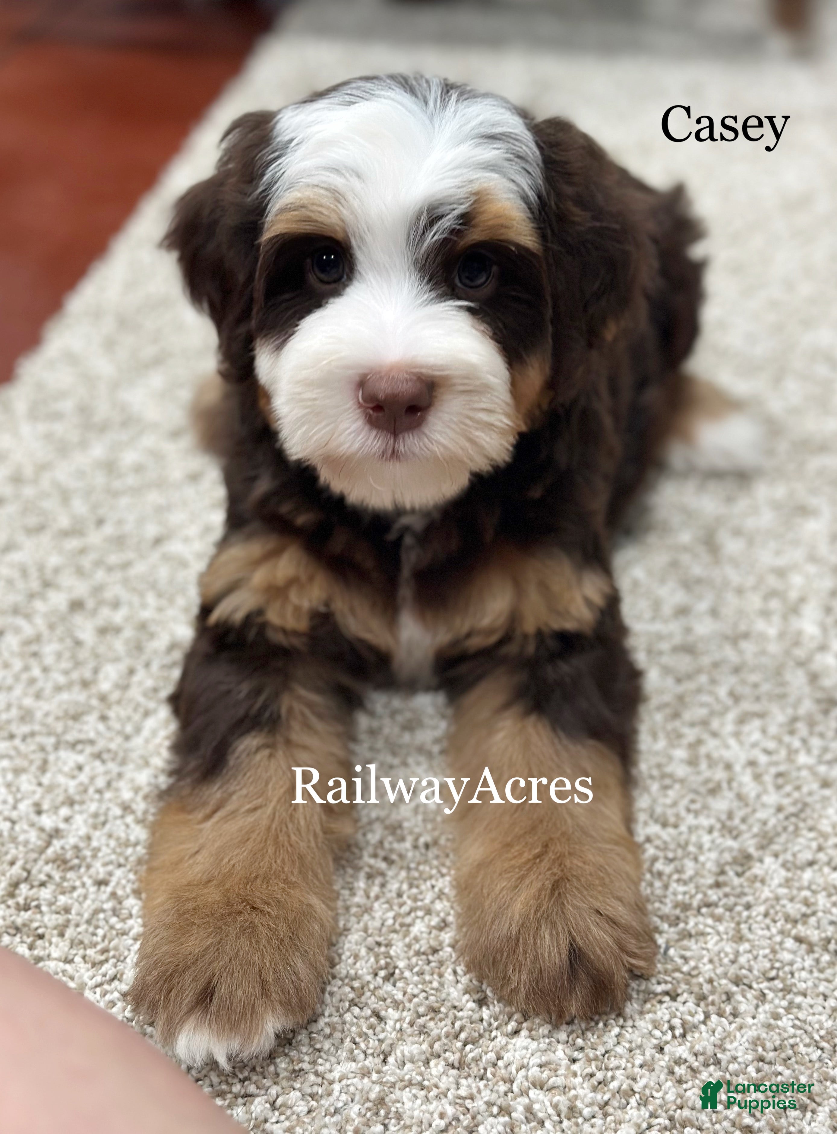 Mini Bernedoodle dogs Casey - Ad 37