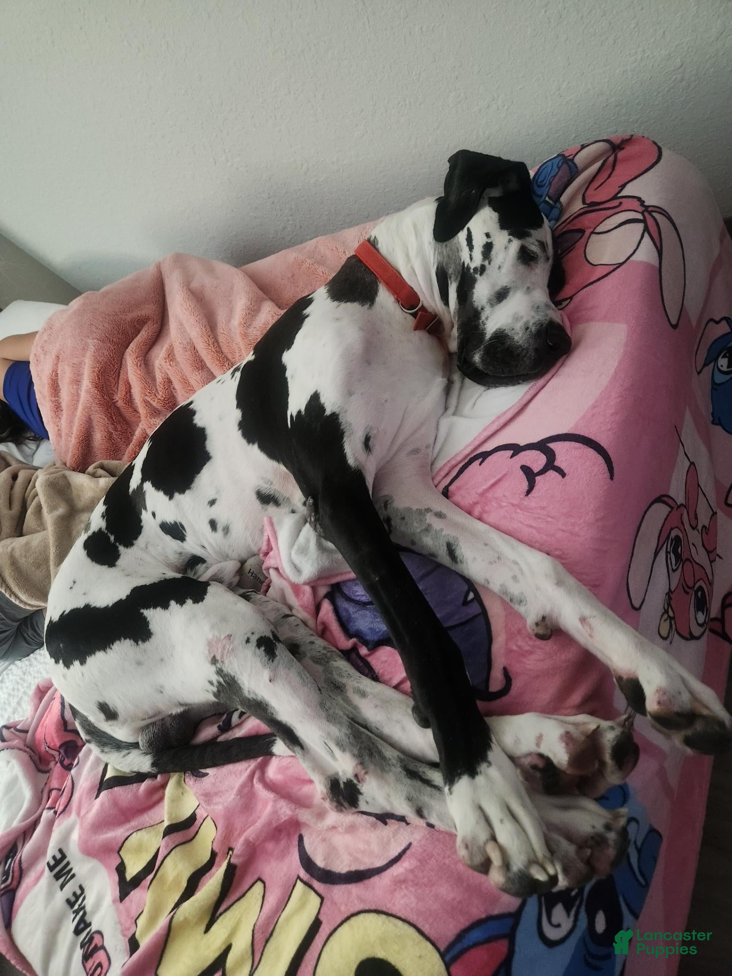 Great Dane dogs Moo Moo - Ad 2