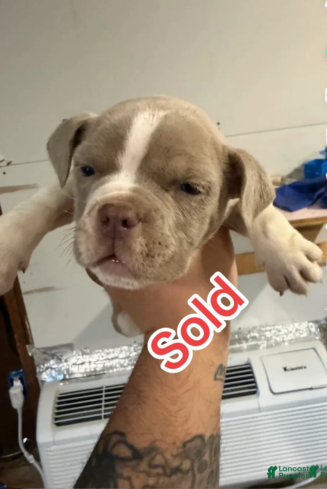 American Bully dogs for sale: American Bully Puppy 4 - Ad 1