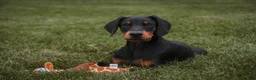 Doberman Pinscher dogs for sale: Griffin - Ad 6