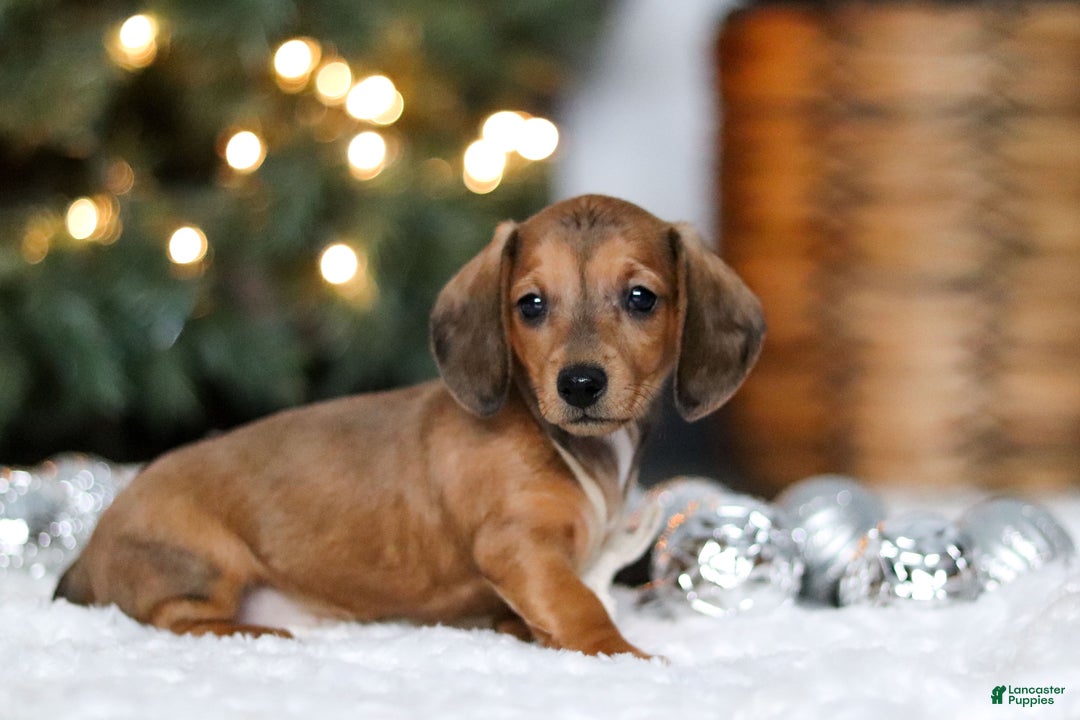 Miniature Dachshund dogs for sale: Crystal - Ad 4