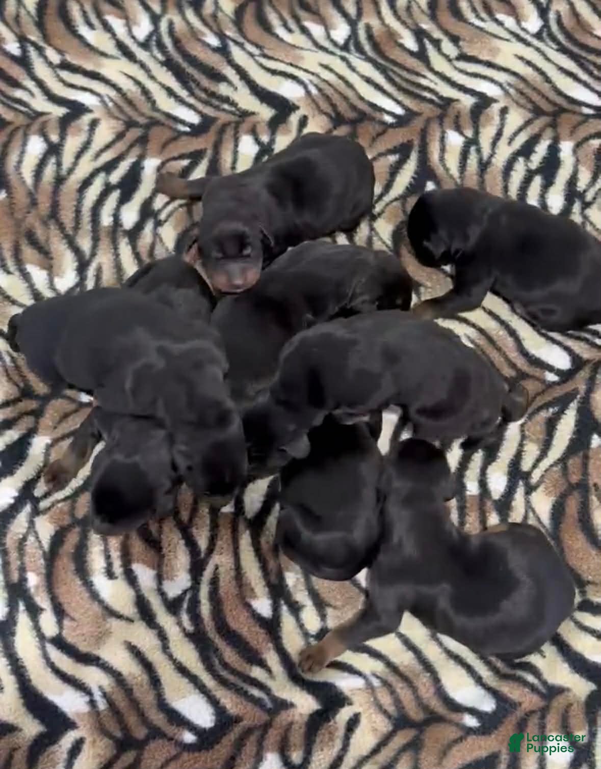 Doberman Pinscher dogs Doberman Pinscher Male 3 - Ad 8