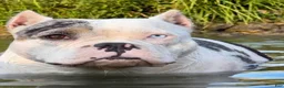 American Bully dogs for sale: Maybe - Ad 1
