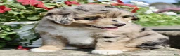 Mini Aussiedoodle dogs for sale: Lola - Ad 5