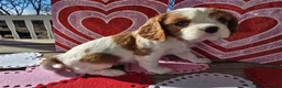 Cavalier King Charles Spaniel dogs for sale: Dolly - Ad 15