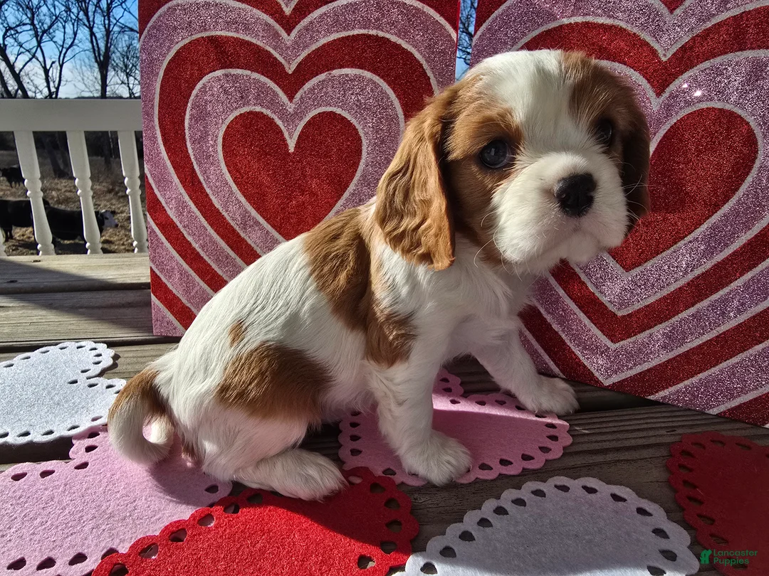 Cavalier King Charles Spaniel dogs for sale: Dolly - Ad 15