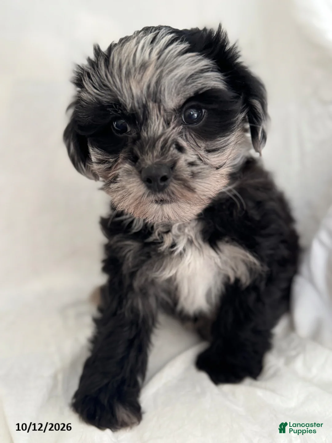 Mixed Breed dogs for sale: Benny - Ad 1