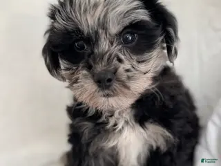 Mixed Breed dogs Benny - Ad 1