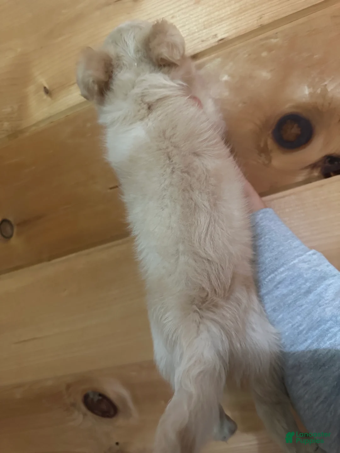 Chihuahua dogs for sale: Backpack - Ad 2