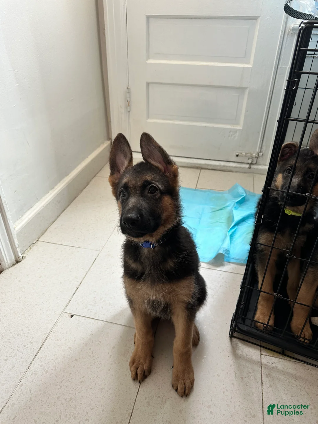 German Shepherd dogs for sale: German Shepherd Puppy 3 - Ad 1