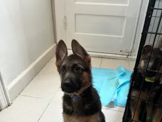 German Shepherd dogs German Shepherd Puppy 3 - Ad 13