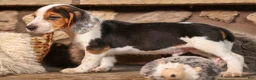 Beagle dogs for sale: Dillard🐾 - Ad 4