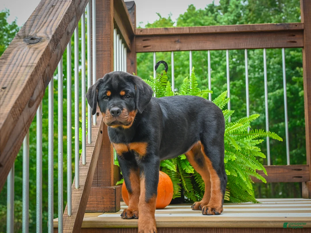 Rottweiler dogs for sale:  Sasha 🐾 - Ad 1