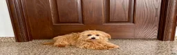 Maltipoo dogs for sale: Maltipoo Male Puppy 1 - Ad 8
