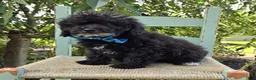 Toy Poodle dogs for sale: Billy - Ad 6