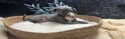 Italian Greyhound dogs for sale: Italian Greyhound 2 - Ad 1