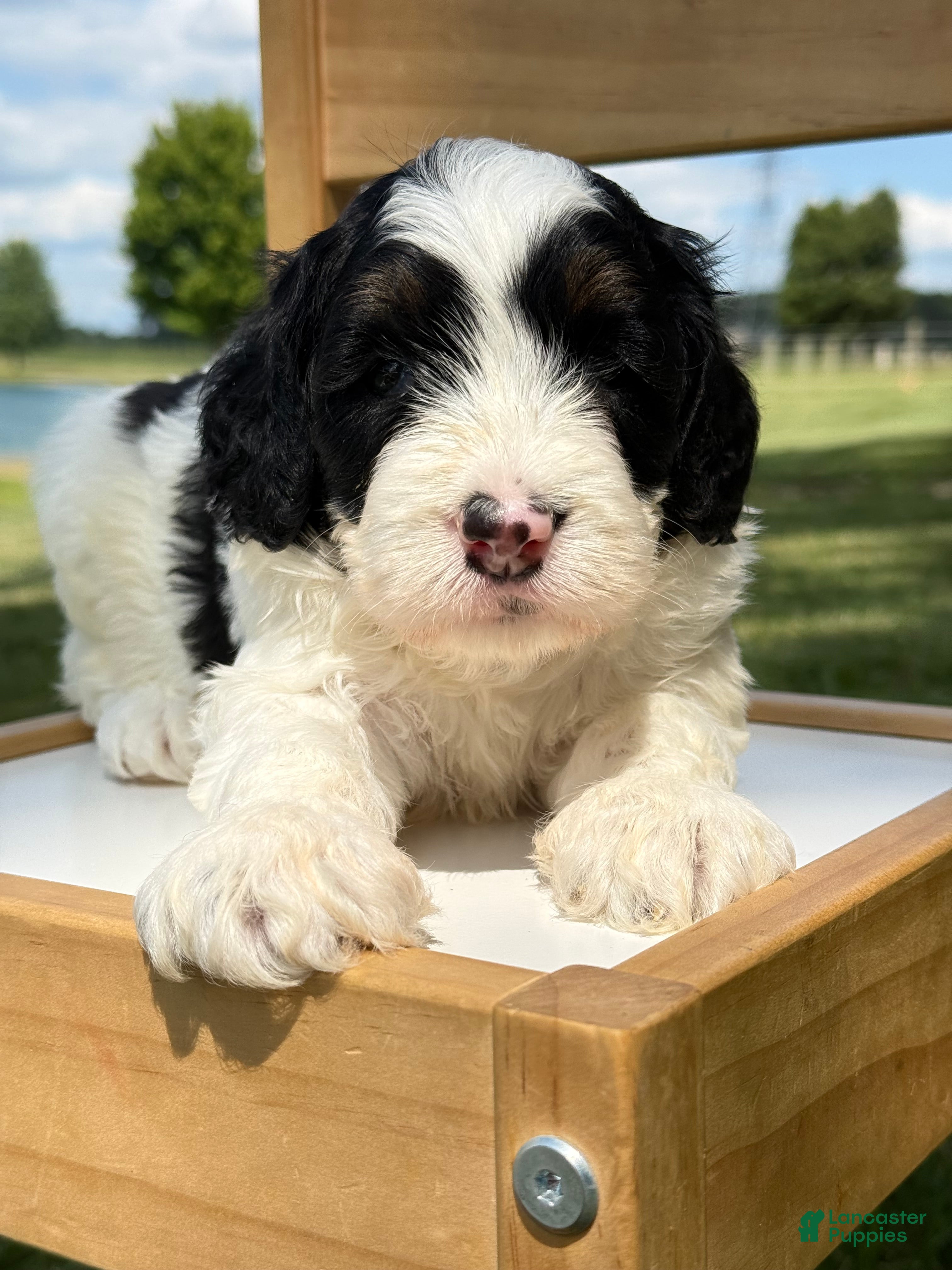 Mini Bernedoodle dogs Slate - Black & White Mini Bernedoodle - Ad 39