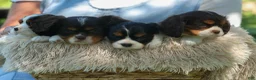 Cavalier King Charles Spaniel dogs for sale:  Arthur 🐶 - Ad 20