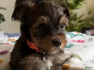 Yorkshire Terrier dogs Elvis - Ad 17