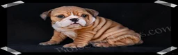 English Bulldog dogs for sale: Brown Sugar - Ad 3