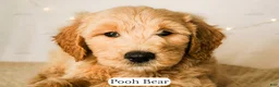 Goldendoodle dogs for sale: Pooh Bear - Ad 20