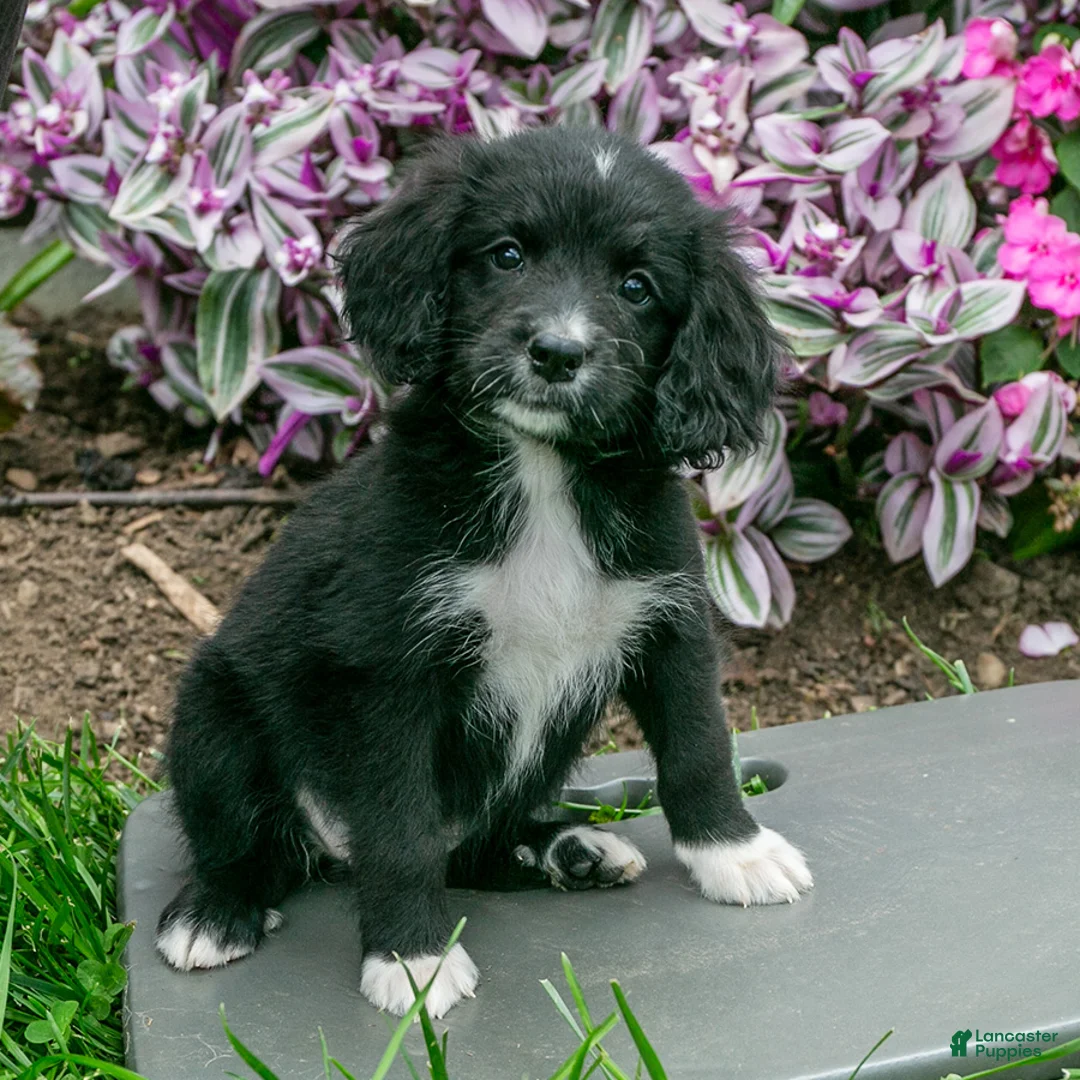 Bernedoodle dogs for sale: Hazel - Ad 2