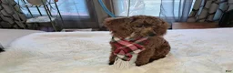 Yorkiepoo dogs for sale: Yorkiepoo 1 - Ad 2