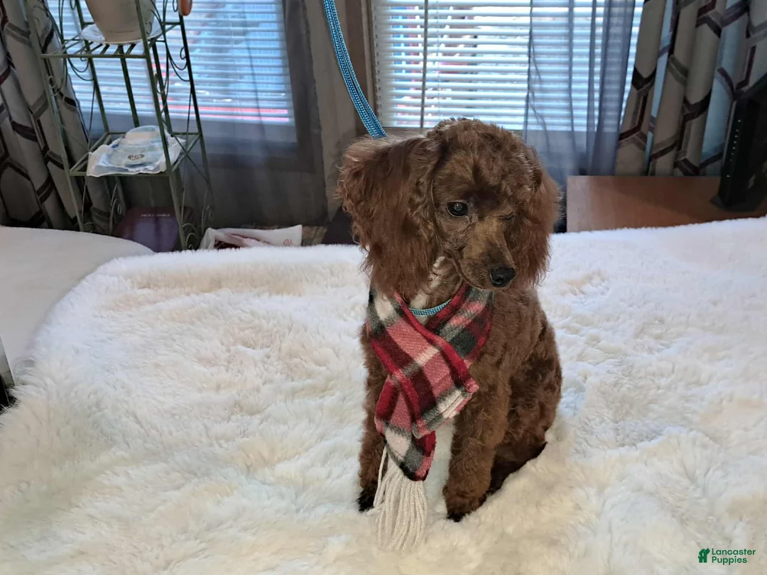Yorkiepoo dogs for sale: Yorkiepoo 1 - Ad 2