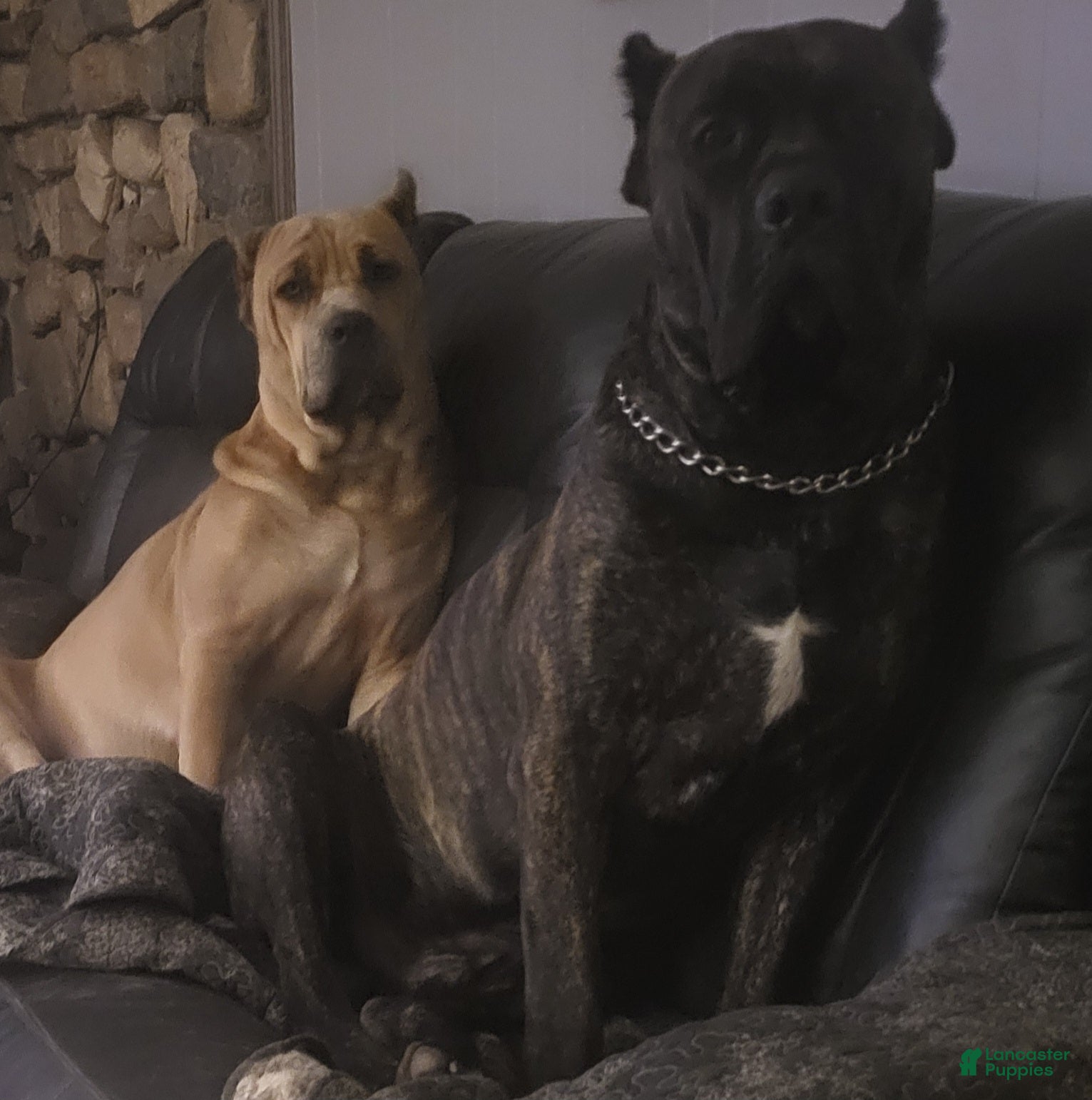 Cane Corso dogs Cane Corso black brindle female 2 - Ad 42