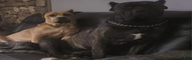 Cane Corso black brindle female 2