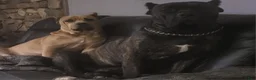 Cane Corso dogs for sale: Cane Corso black brindle female 2 - Ad 1