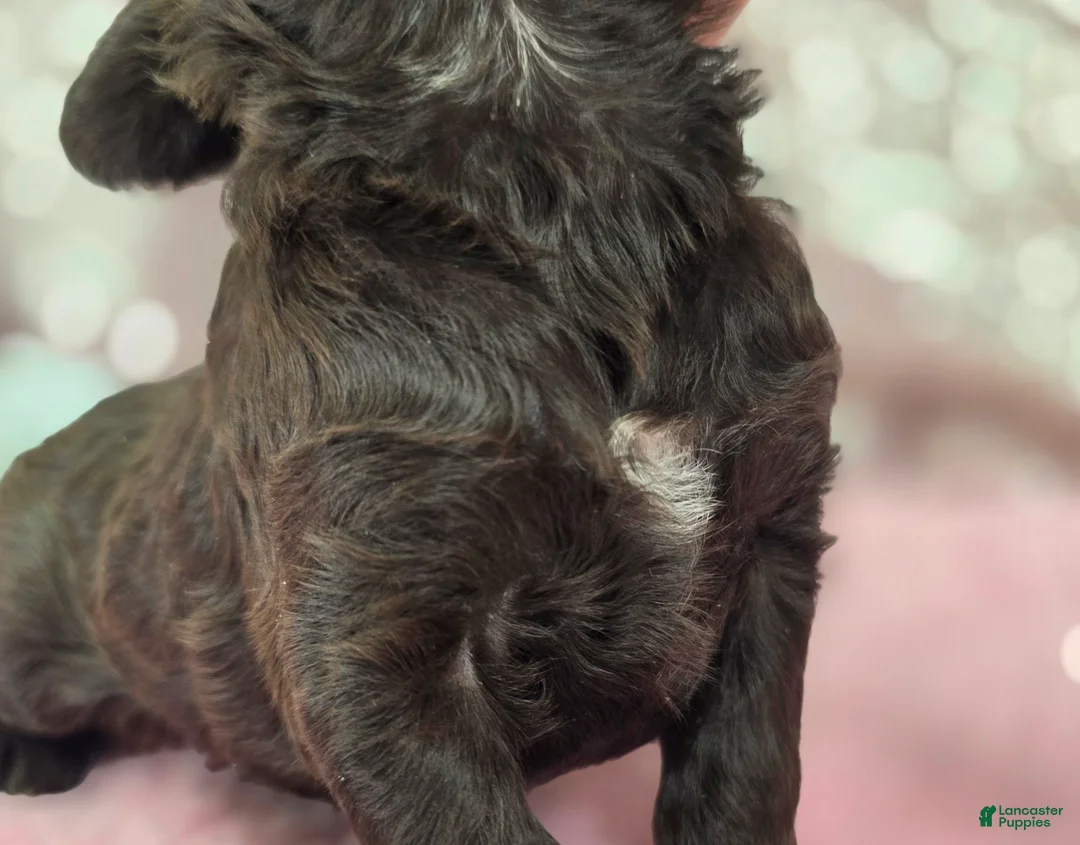 Cockapoo dogs for sale: Truffle - Ad 7