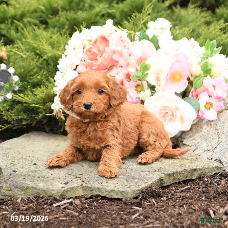 Mini Goldendoodle dogs Sparrow - Ad 2