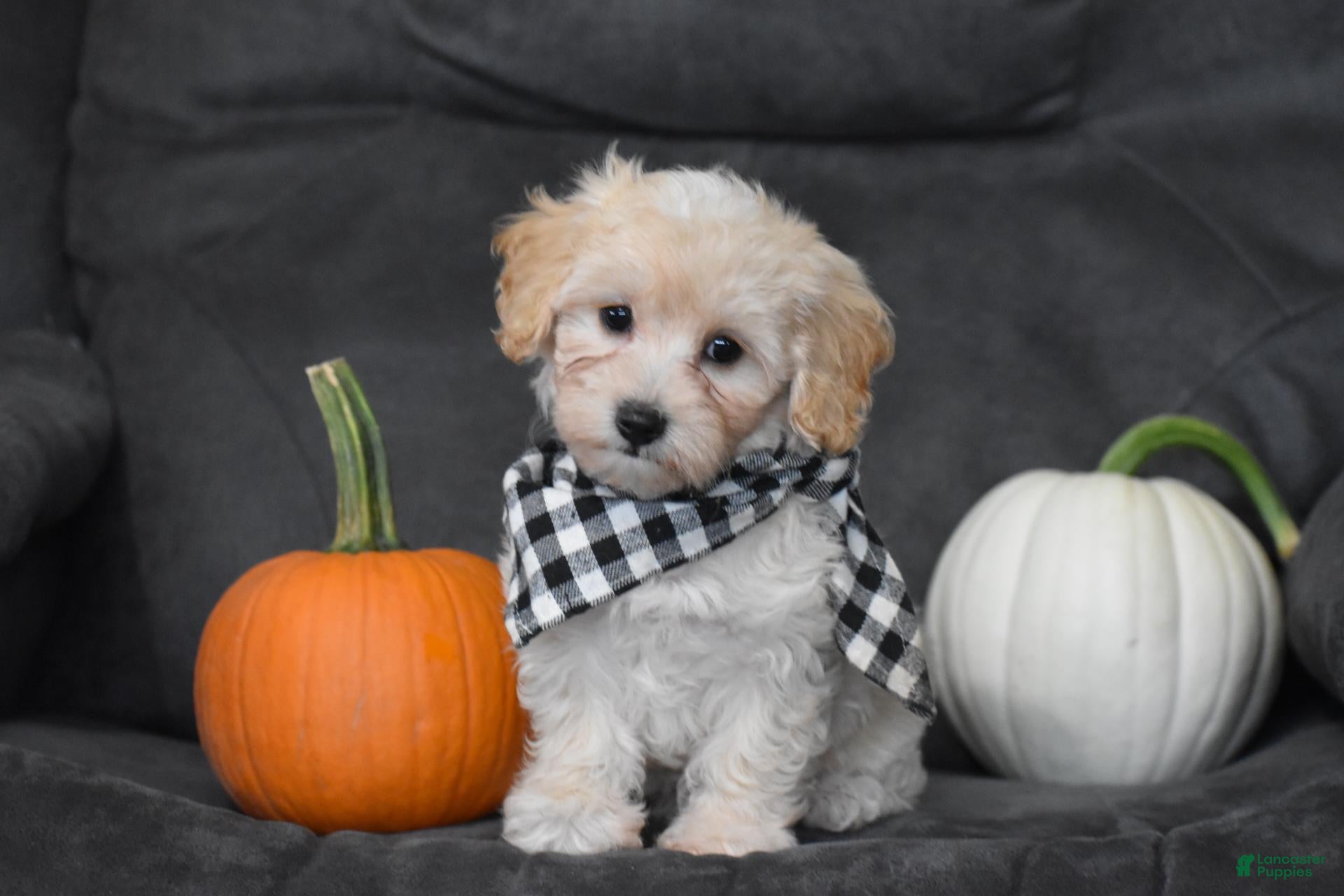 Maltipoo dogs Mia - Ad 1