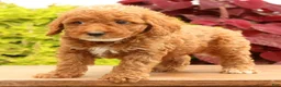 Miniature Poodle dogs for sale: Tommy - Ad 3