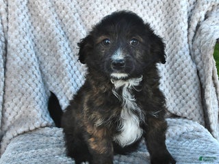 Mini Aussiedoodle dogs - Ad 3