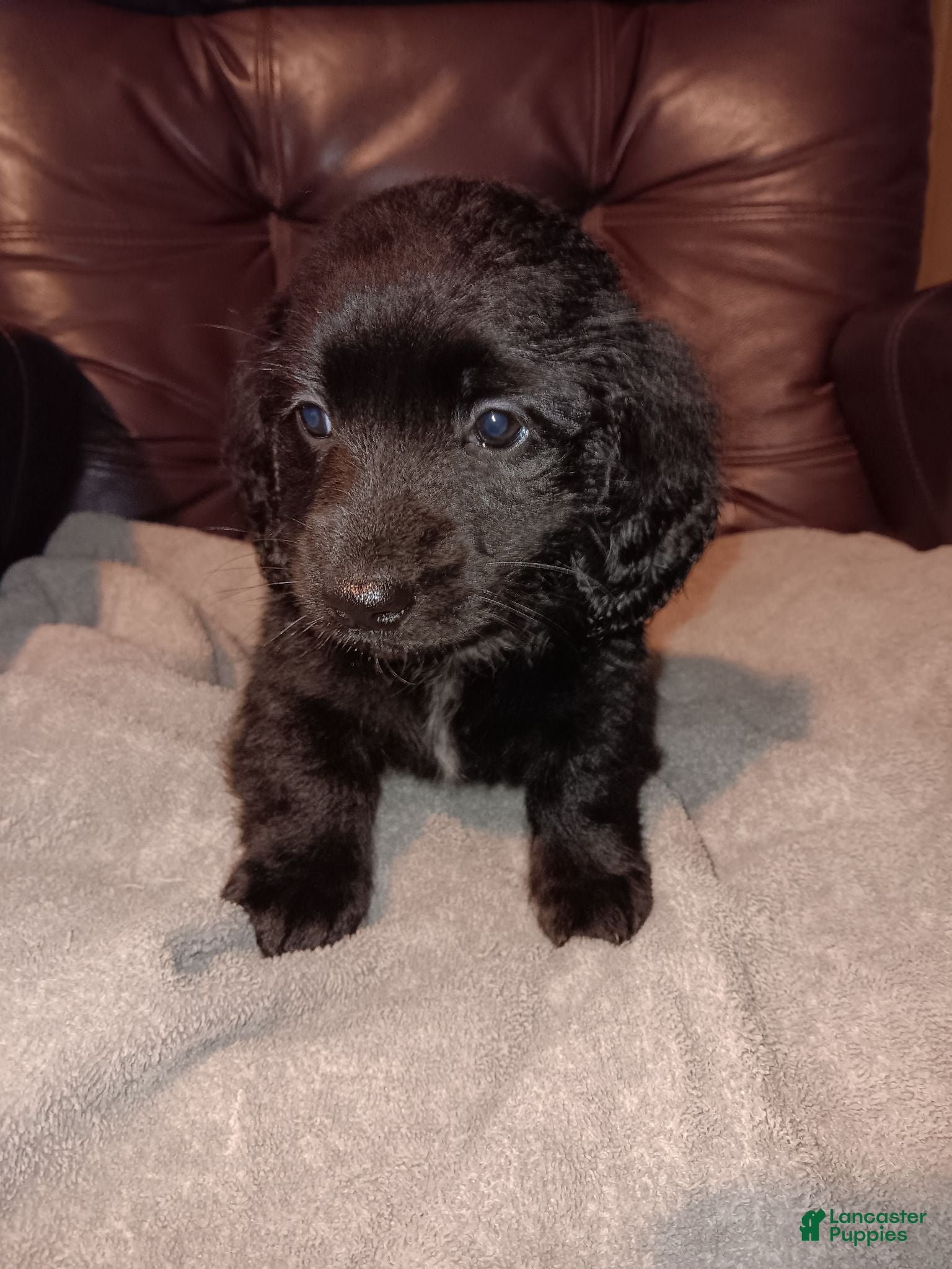 Miniature Dachshund dogs Miniature Dachshund 1 - Ad 23
