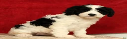 Cavapoo dogs for sale: Barbi - Ad 5