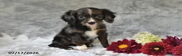 Cavapoo dogs for sale: Karson - Ad 5