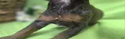 Cockapoo dogs for sale: Meeko - Ad 25