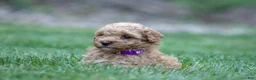 Miniature Poodle dogs for sale: Miniature Poodle 3 - Ad 4