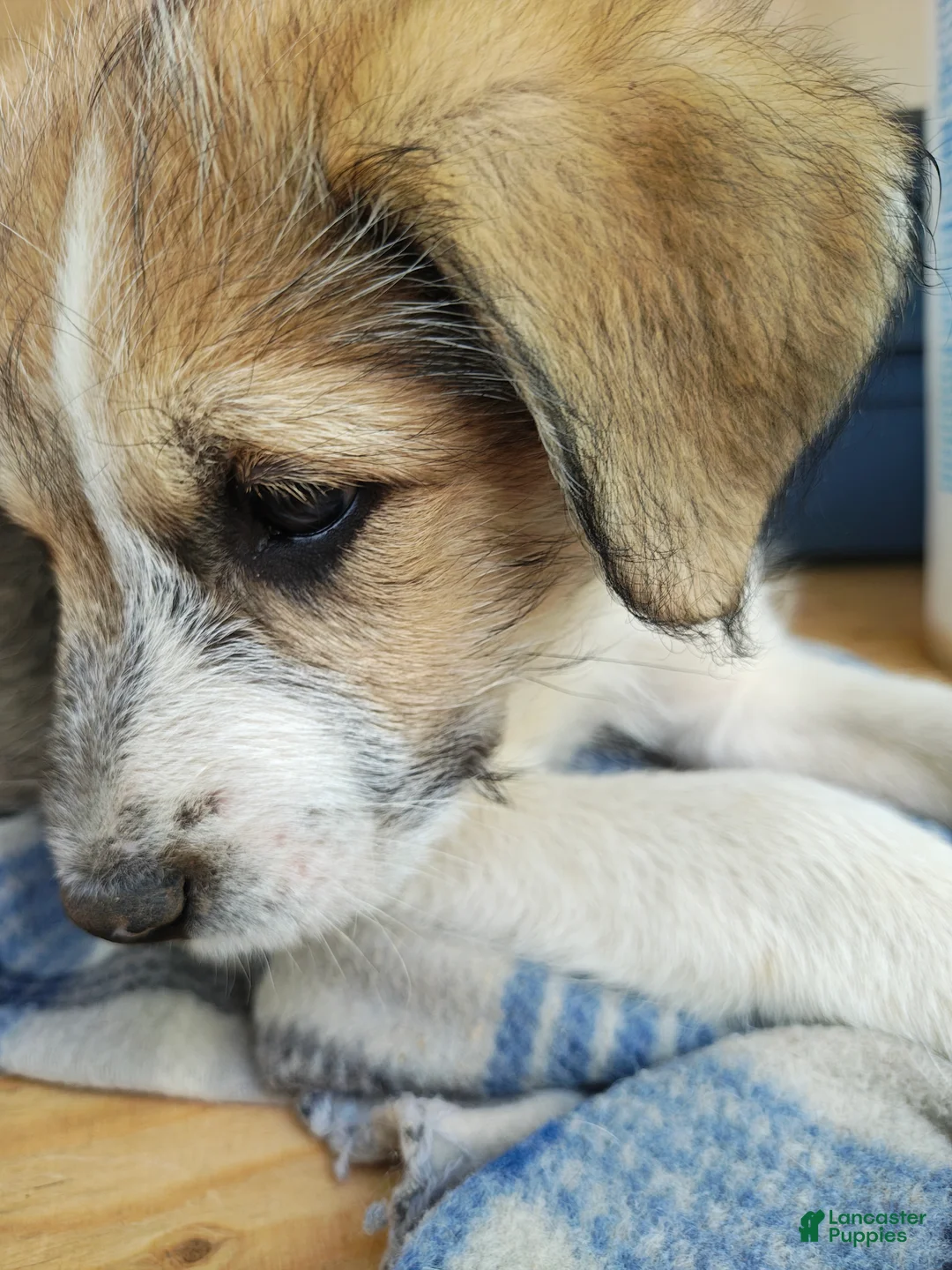 Mixed Breed dogs for sale: Bolt - Ad 3