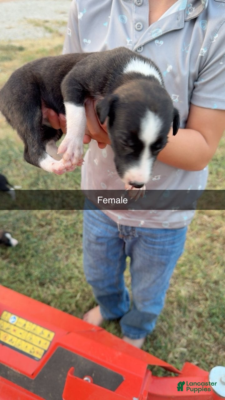 Greyhound dogs Girl 3  - Ad 6